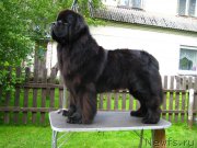 Превью фото № 222159