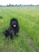 Превью фото № 222160