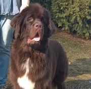 Превью фото № 222192