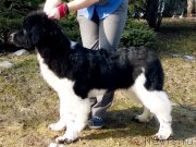 Превью фото № 222195