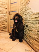 Превью фото № 222203