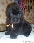 Превью фото № 222207