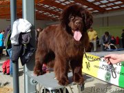 Превью фото № 222208