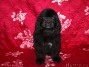 Превью фото № 222211