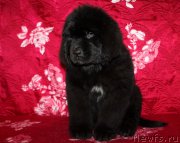 Превью фото № 222212