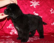 Превью фото № 222214