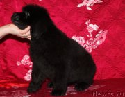 Превью фото № 222226