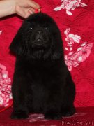 Превью фото № 222227