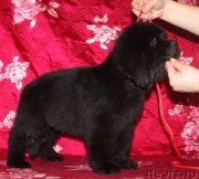 Превью фото № 222229