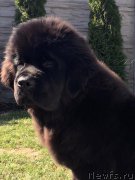 Превью фото № 222237