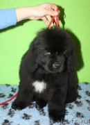 Превью фото № 222238