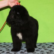 Превью фото № 222239