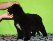 Превью фото № 222240