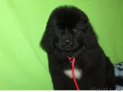 Превью фото № 222244