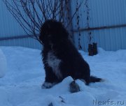 Превью фото № 222252