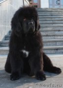 Превью фото № 222285