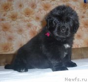 Превью фото № 222296