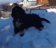 Превью фото № 222297