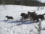 Превью фото № 222307