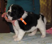 Превью фото № 222314