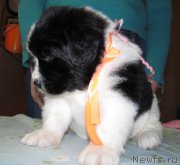 Превью фото № 222316