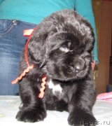 Превью фото № 222319