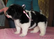 Превью фото № 222324