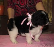 Превью фото № 222325