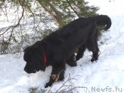 Превью фото № 222336