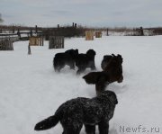 Превью фото № 222337