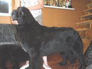 Превью фото № 222348