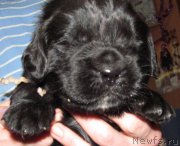 Превью фото № 222352