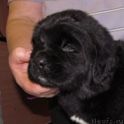 Превью фото № 222353