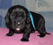 Превью фото № 222354