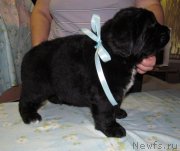 Превью фото № 222359