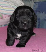 Превью фото № 222361