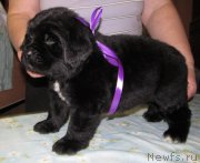 Превью фото № 222362