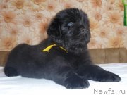 Превью фото № 222368