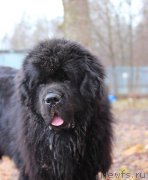 Превью фото № 222373