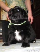 Превью фото № 222376