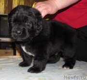 Превью фото № 222381