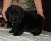 Превью фото № 222384