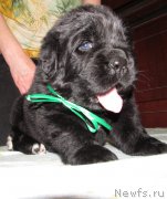 Превью фото № 222385