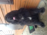 Превью фото № 222405