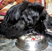 Превью фото № 222411