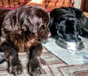 Превью фото № 222413