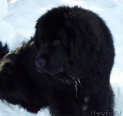 Превью фото № 222461