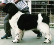 Превью фото № 222503