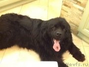 Превью фото № 222506