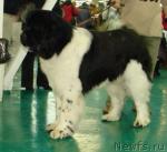 Превью фото № 22252